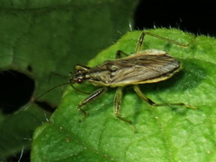 Himacerus major