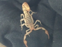 Vaejovidae