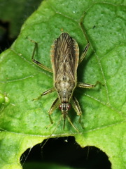 Himacerus major