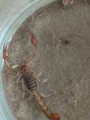 Vaejovidae