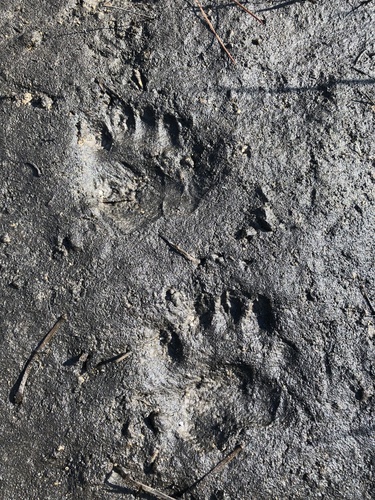 bear tracks retina treatment bear tracks retina treatment