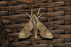 Xylophanes rhodocera