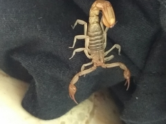 Vaejovidae
