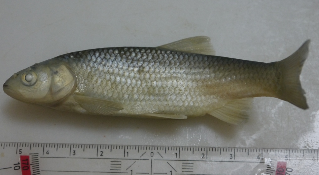 Skadar Chub