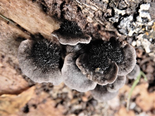 Resupinatus
