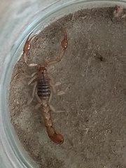 Vaejovidae