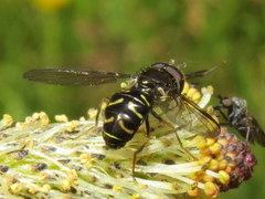 Dasysyrphus laticaudus