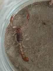 Vaejovidae