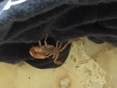 Vaejovidae