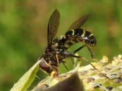 Dasysyrphus laticaudus