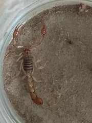 Vaejovidae