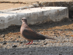 Streptopelia senegalensis