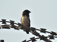 Spermestes cucullata