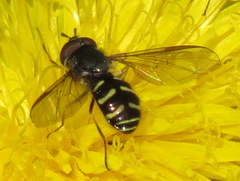 Dasysyrphus laticaudus