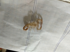 Vaejovidae