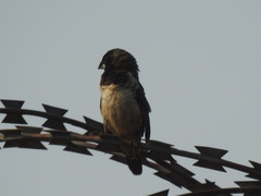 Spermestes cucullata