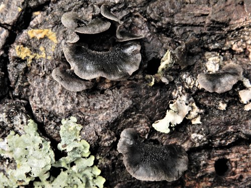 Resupinatus (Photo 2 of 4)