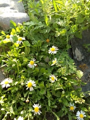 Dichaetophora campestris