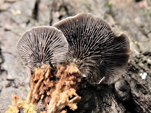 Resupinatus (Photo 3 of 4)
