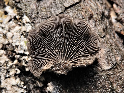 Resupinatus (Photo 4 of 4)