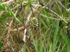 Zyzzyx chilensis