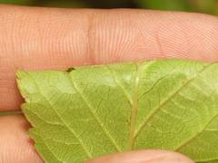 Rubus fulleri