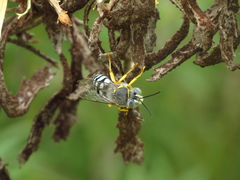 Zyzzyx chilensis