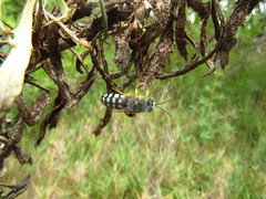 Zyzzyx chilensis