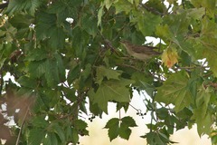 Acrocephalus arundinaceus