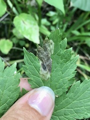 Phytomyza actaeivora