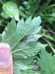 Phytomyza actaeivora