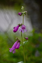 Penstemon triflorus