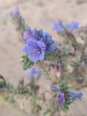 Echium gaditanum