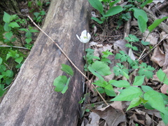 Jeffersonia diphylla