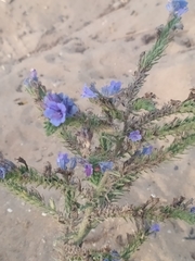 Echium gaditanum