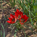 Tulipa agenensis - Photo (c) Zachi Evenor, μερικά δικαιώματα διατηρούνται (CC BY)