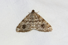 Macaria sexmaculata