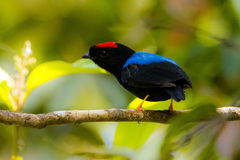 Chiroxiphia pareola