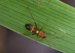 Pseudoxenetus regalis