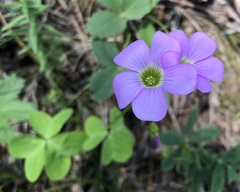 Oxalis metcalfei