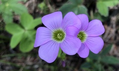 Oxalis metcalfei