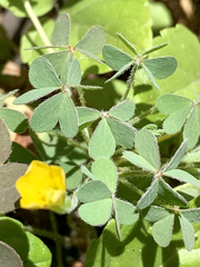 Oxalis pilosa