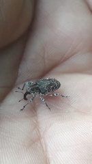 Peridinetus irroratus