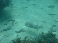 Diodon hystrix