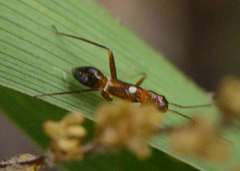 Pseudoxenetus regalis