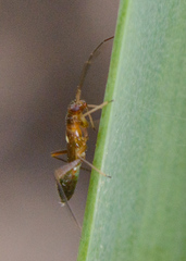 Pseudoxenetus regalis