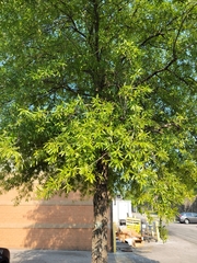 Quercus phellos