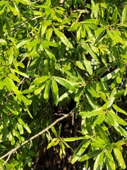 Quercus phellos