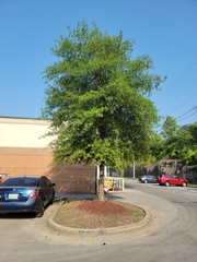 Quercus phellos