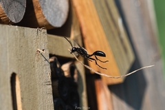 Isodontia auripes